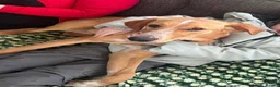 Mixed Breed dogs for adoption: Loki is looking for his forever home  in Whitley Bay - Advert 2