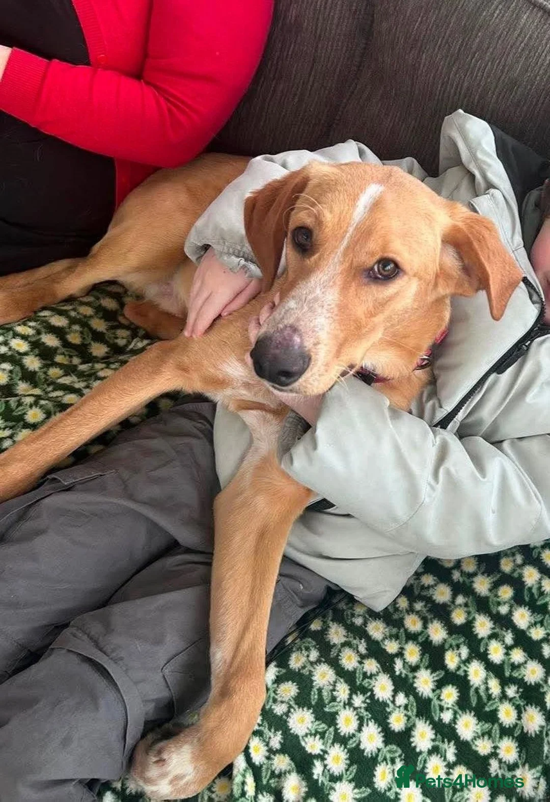 Mixed Breed dogs for adoption: Loki is looking for his forever home  in Whitley Bay - Advert 2