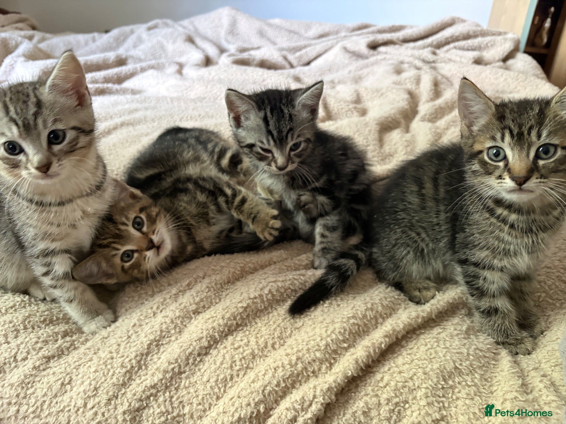 Mixed Breed cats 4 Male Grey/Ginger Tabby - Advert 1