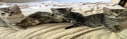 Mixed Breed cats for sale: 4 Male Grey/Ginger Tabby in London - Advert 1