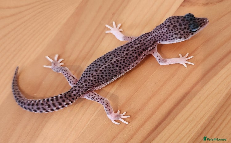 Leopard Gecko reptiles - Advert 3
