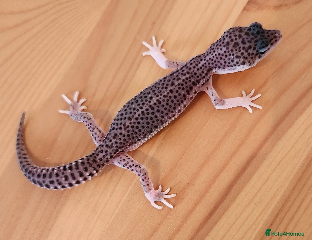 Leopard Gecko reptiles for sale: Baby Leopard Gecko - Mack Super Snow Morph - Image 1