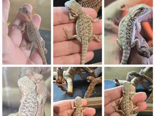 Bearded Dragon reptiles Ready for homes - Baby Bearded Dragons - Advert 7