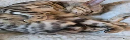 Bengal cats for sale: Gorgeous Pedigree Bengal Kittens Waitlist - Advert 6