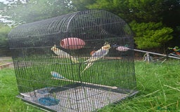 Cockatiels birds for sale: 2 Cockatiels & 2 Budgies with Cage in Preston - Image 9