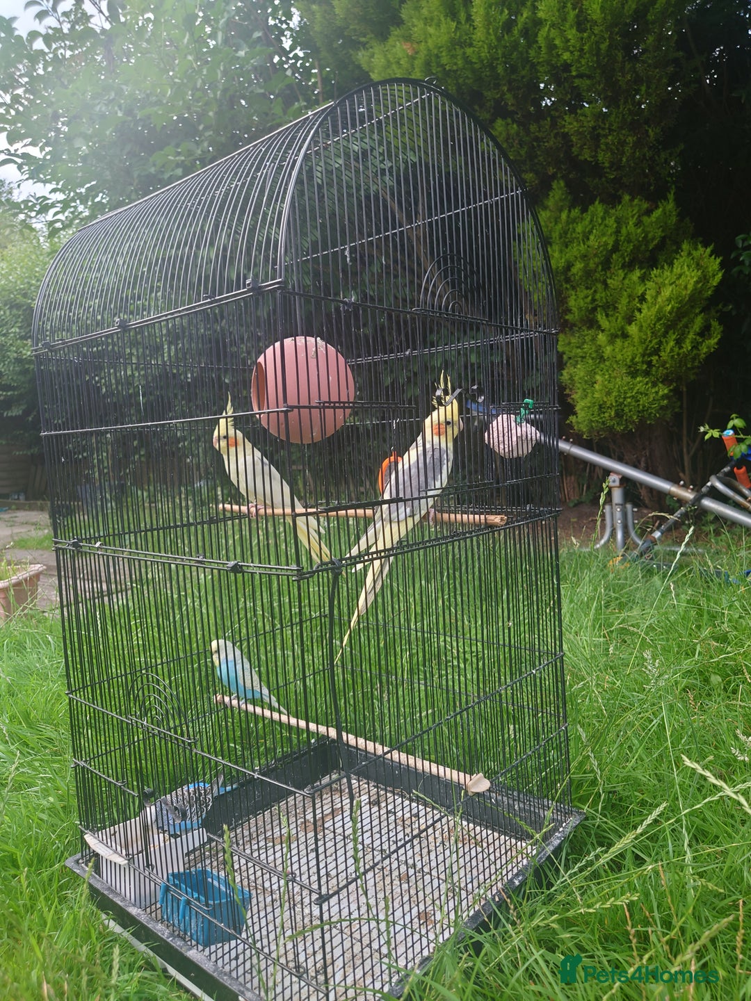 Cockatiels birds for sale: 2 Cockatiels & 2 Budgies with Cage in Preston - Image 9
