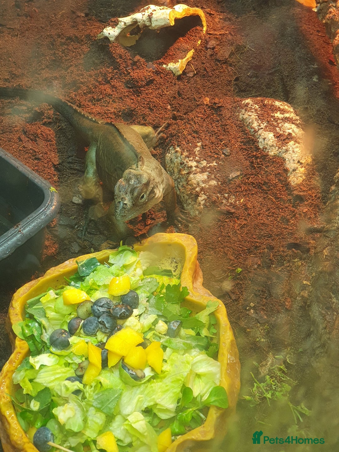 Iguana reptiles for sale: Rhino iguana  - Image 7