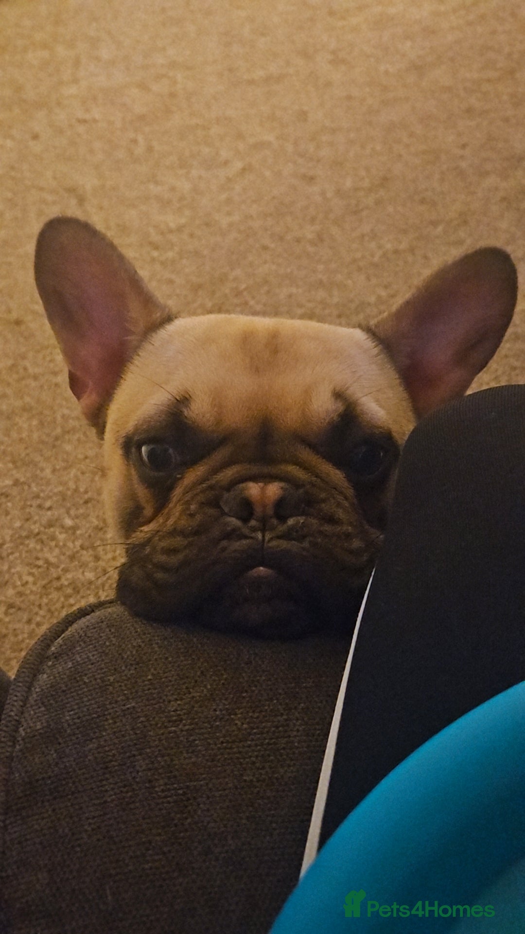Mixed Breed dogs for sale: 15 month old French bulldog - Advert 6
