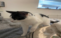 Mixed Breed cats for sale: 4 kittens  - Image 5