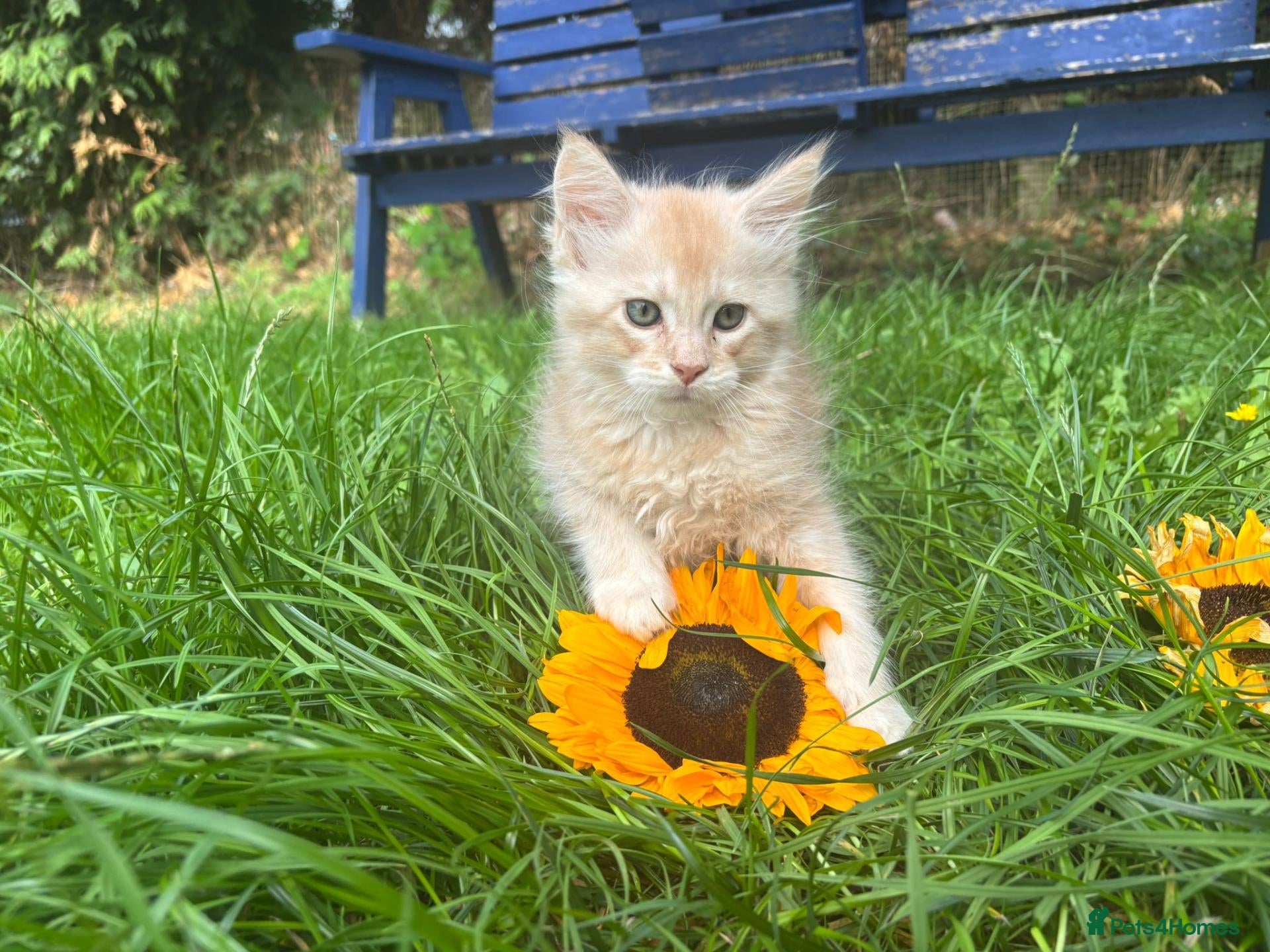 Maine Coon cats Maine Coon kittens  - Advert 3