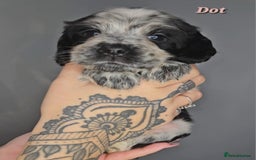 Cocker Spaniel dogs for sale: Exceptional Pedigree Show Type English Cockers  - Image 22