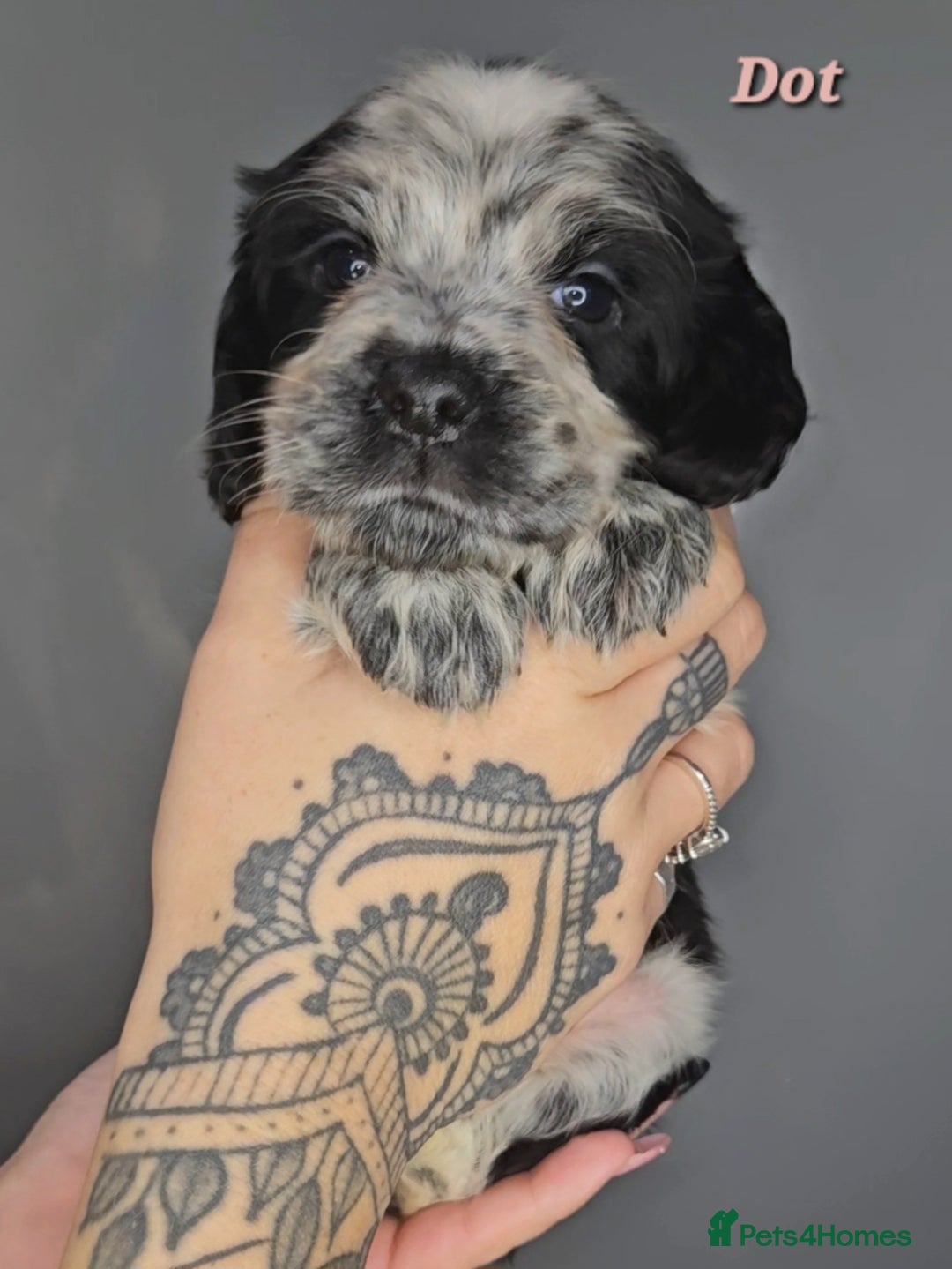 Cocker Spaniel dogs for sale: Exceptional Pedigree Show Type English Cockers  - Image 22