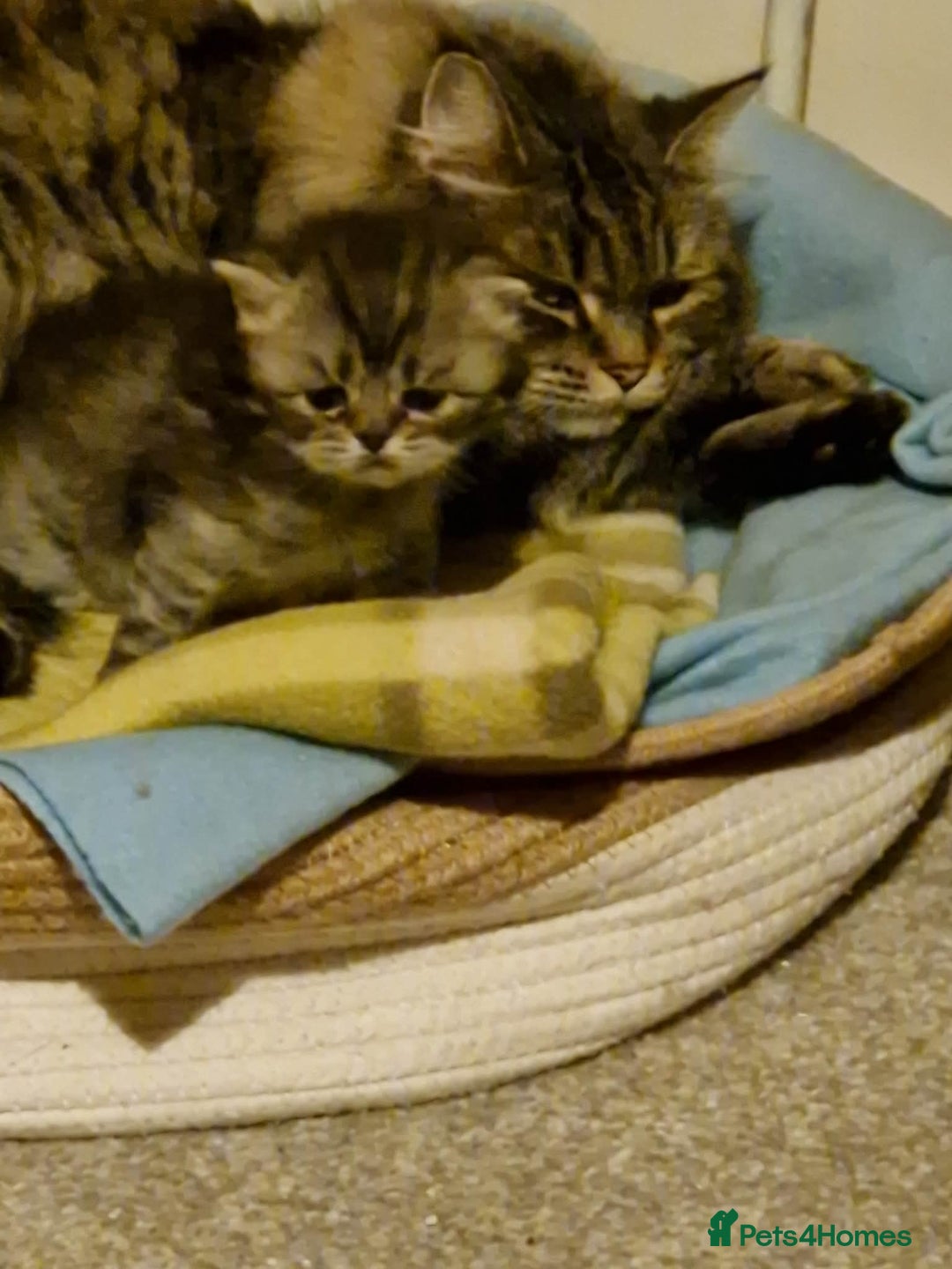 British Longhair cats for sale: Gorgeous British Longhair Girl – Ready Now - Advert 2