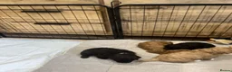 Mixed Breed dogs for sale: Miniature Poodle puppies available  - Advert 24