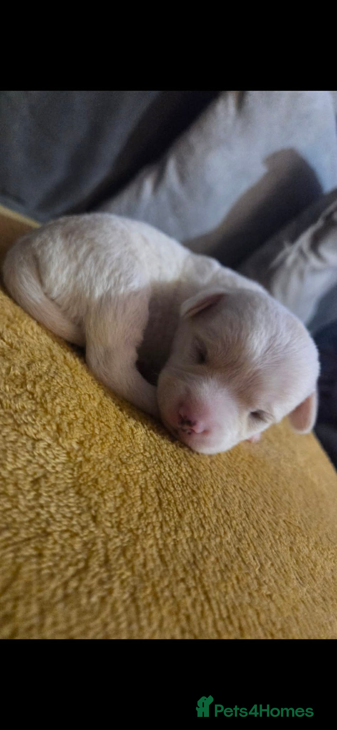 Chiweenie dogs for sale: Beautiful Chiweenie puppies  - Advert 7