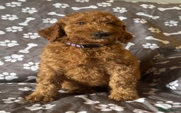 Standard Poodle dogs for sale: Standard Poodle Puppies  - Image 10