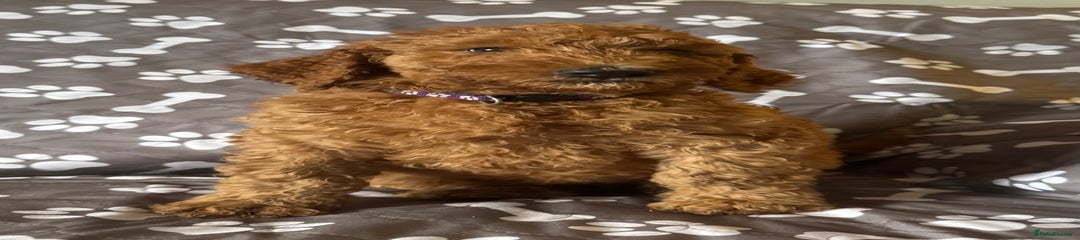 Standard Poodle Puppy 6