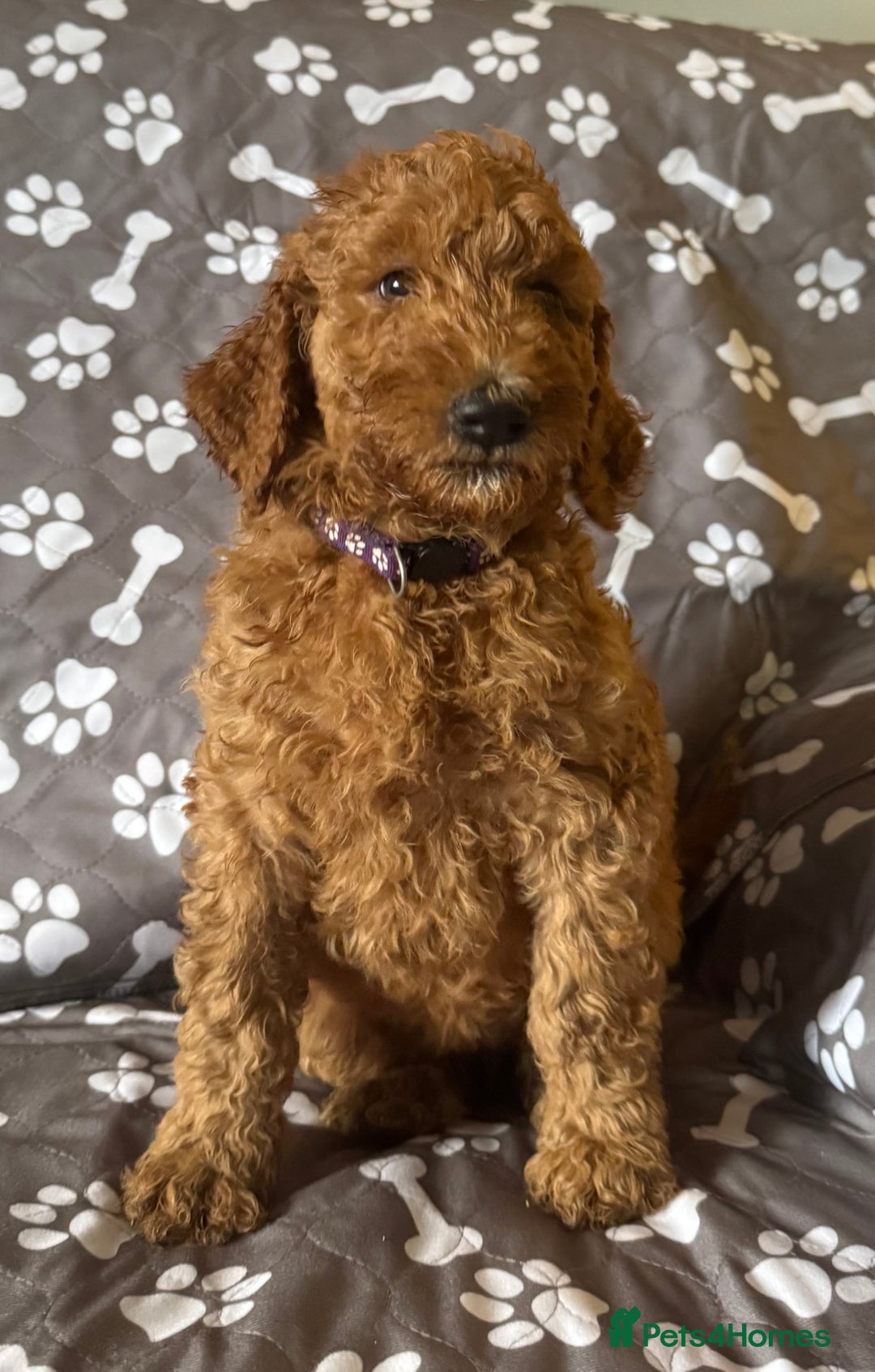 Standard Poodle dogs for sale: Standard Poodle Puppies  - Image 10