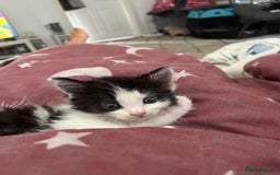 Maine Coon cats for sale: Mainecoon cross kittens - Image 22