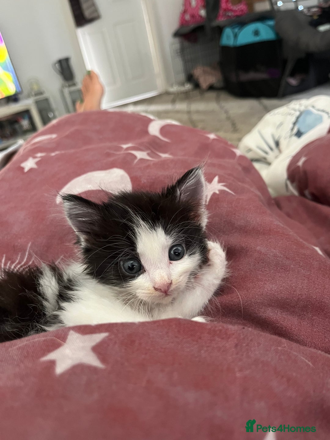 Maine Coon cats for sale: Mainecoon cross kittens - Image 22