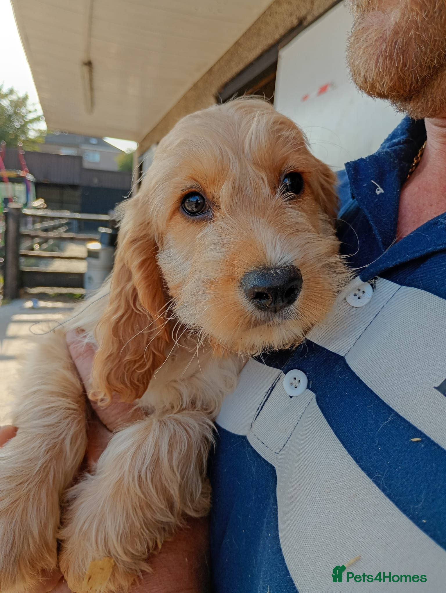 Cockapoo dogs Beautiful Cockerpoos 😍  - Advert 1