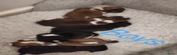 Shih Tzu dogs for sale: ⭐Beautiful colour Shih Tzu Puppies⭐ - Advert 7