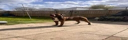 Cane Corso dogs for stud: stud! - Advert 6