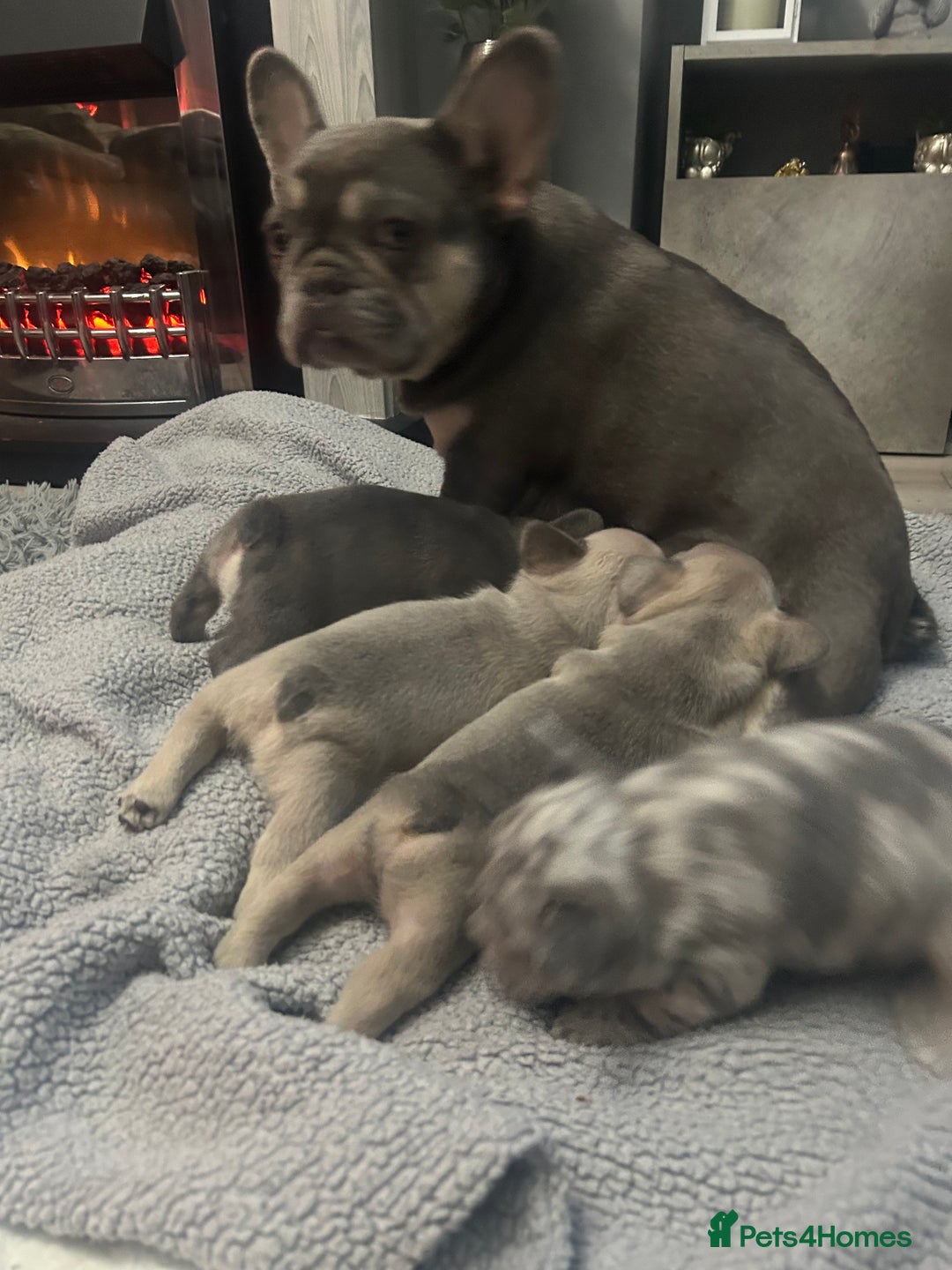 French Bulldog dogs for sale: French bulldogs pedigree - Advert 12