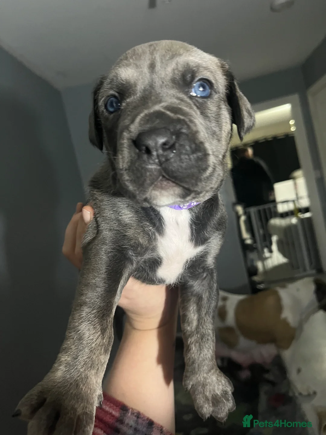 Mastiff dogs for sale: 9 beautiful mastiff puppies  - Advert 2