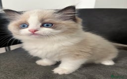 Ragdoll cats for sale: Champion Bloodline Seal Bicolour Ragdoll Girl - Image 8