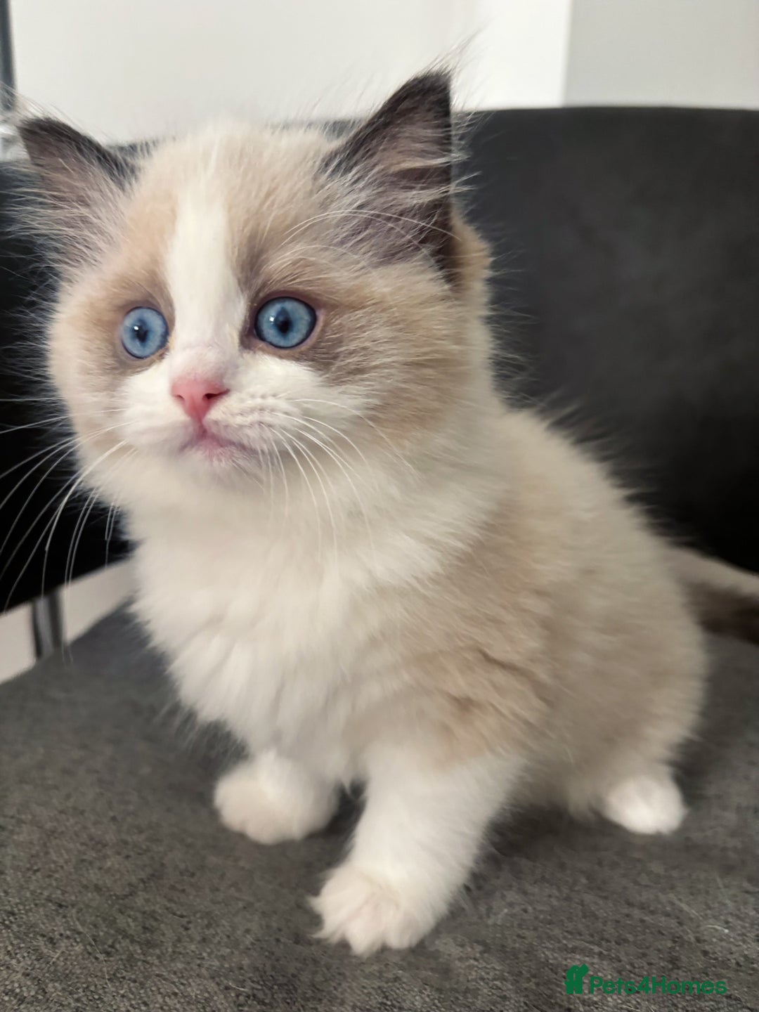 Ragdoll cats for sale: Champion Bloodline Seal Bicolour Ragdoll Girl - Image 8