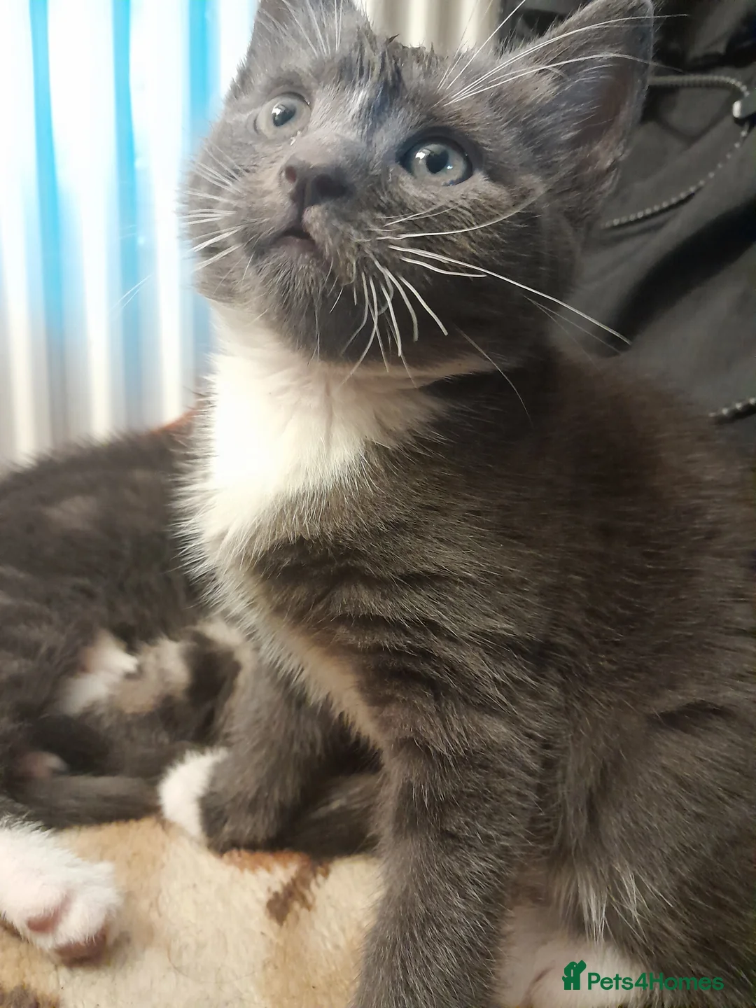 Mixed Breed cats for sale: 3 Beautiful kittens for sale  - Advert 4