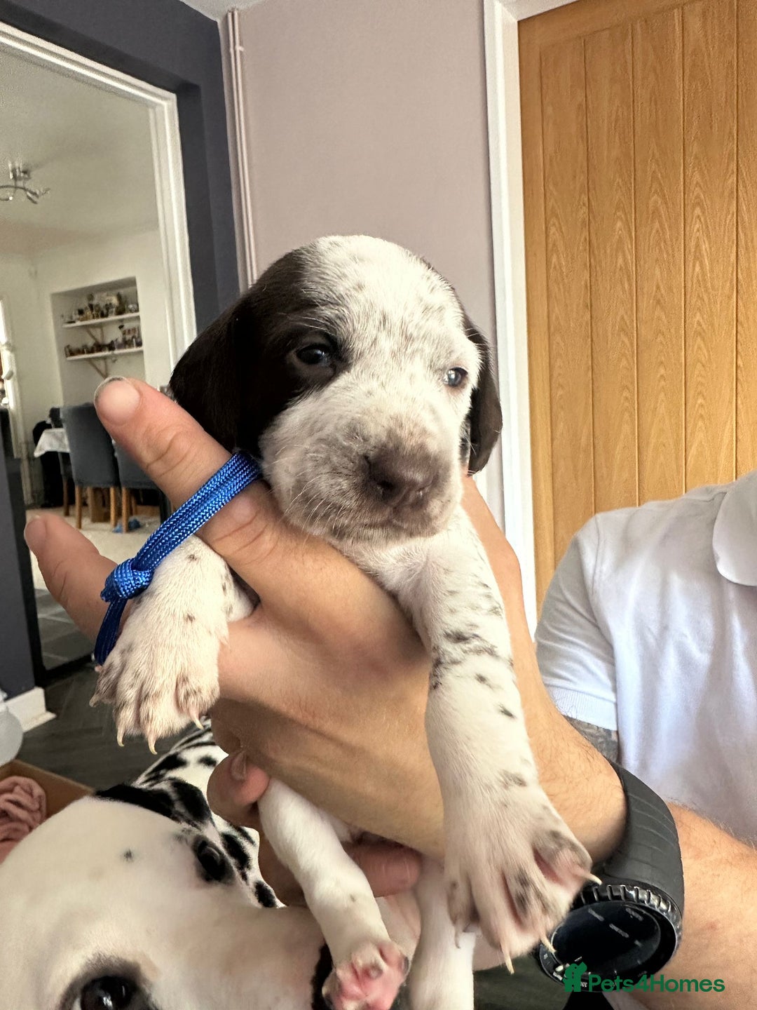 Mixed Breed dogs for sale: Springer Spaniel cross Dalmatian - Image 17