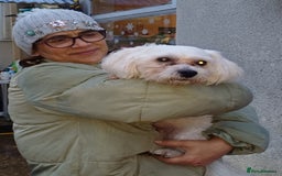 Lowchen dogs for adoption: 🐾 Meet BEAR — He is READY FOR A FRESH START 🧸 - Advert 2