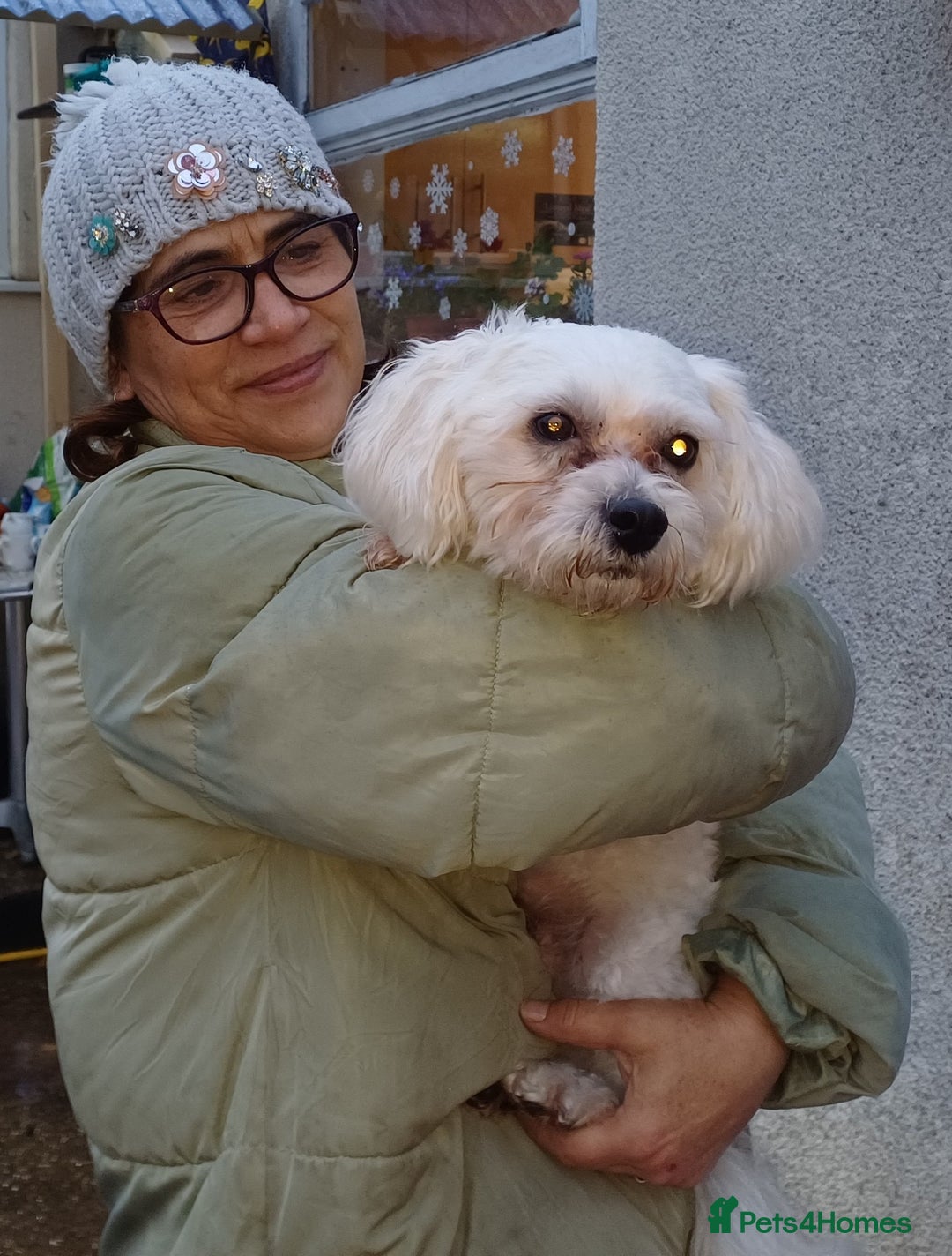 Lowchen dogs for adoption: 🐾 Meet BEAR — He is READY FOR A FRESH START 🧸 - Advert 2