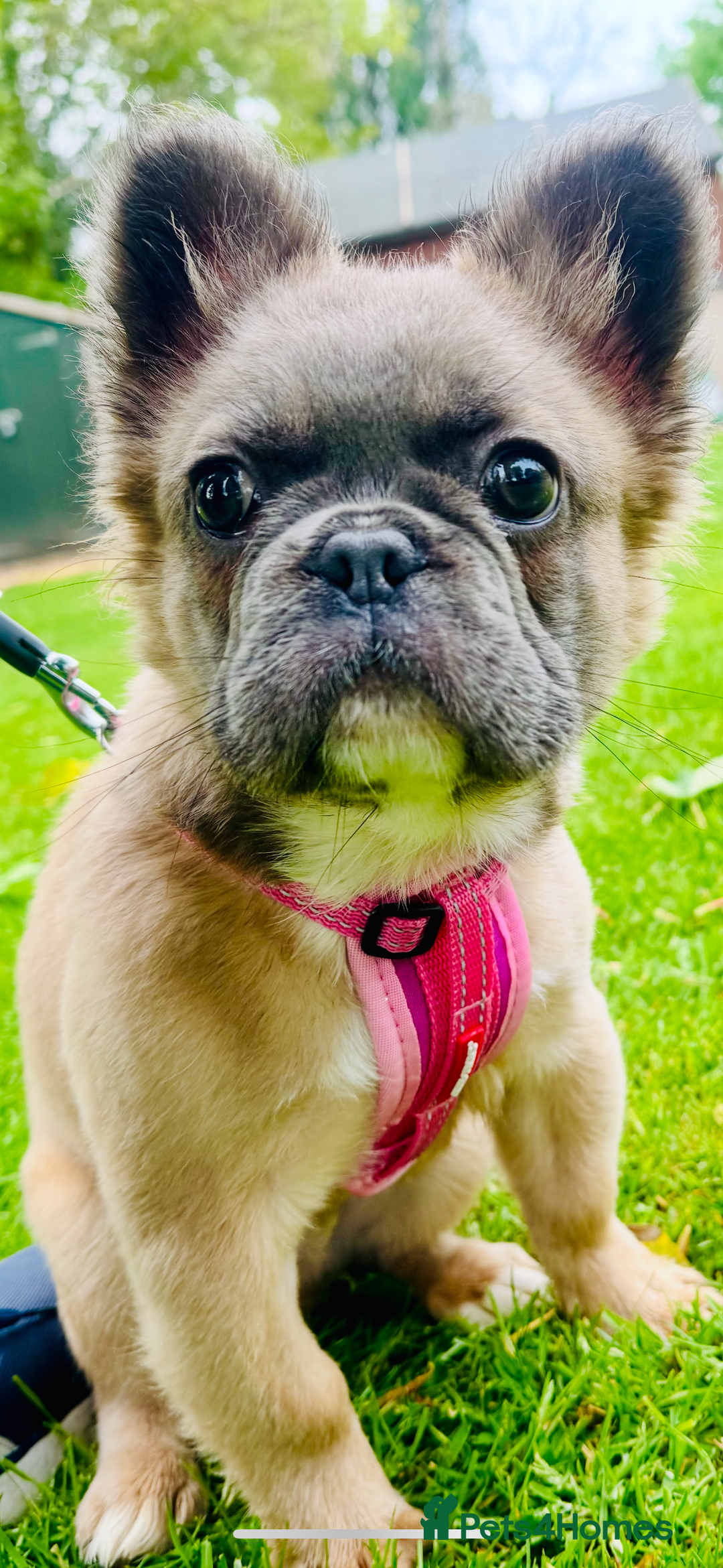 French Bulldog dogs for sale: FULL FLUFFY KC REG FRENCH BULLDOGS–MOTHER & SON  - Advert 3