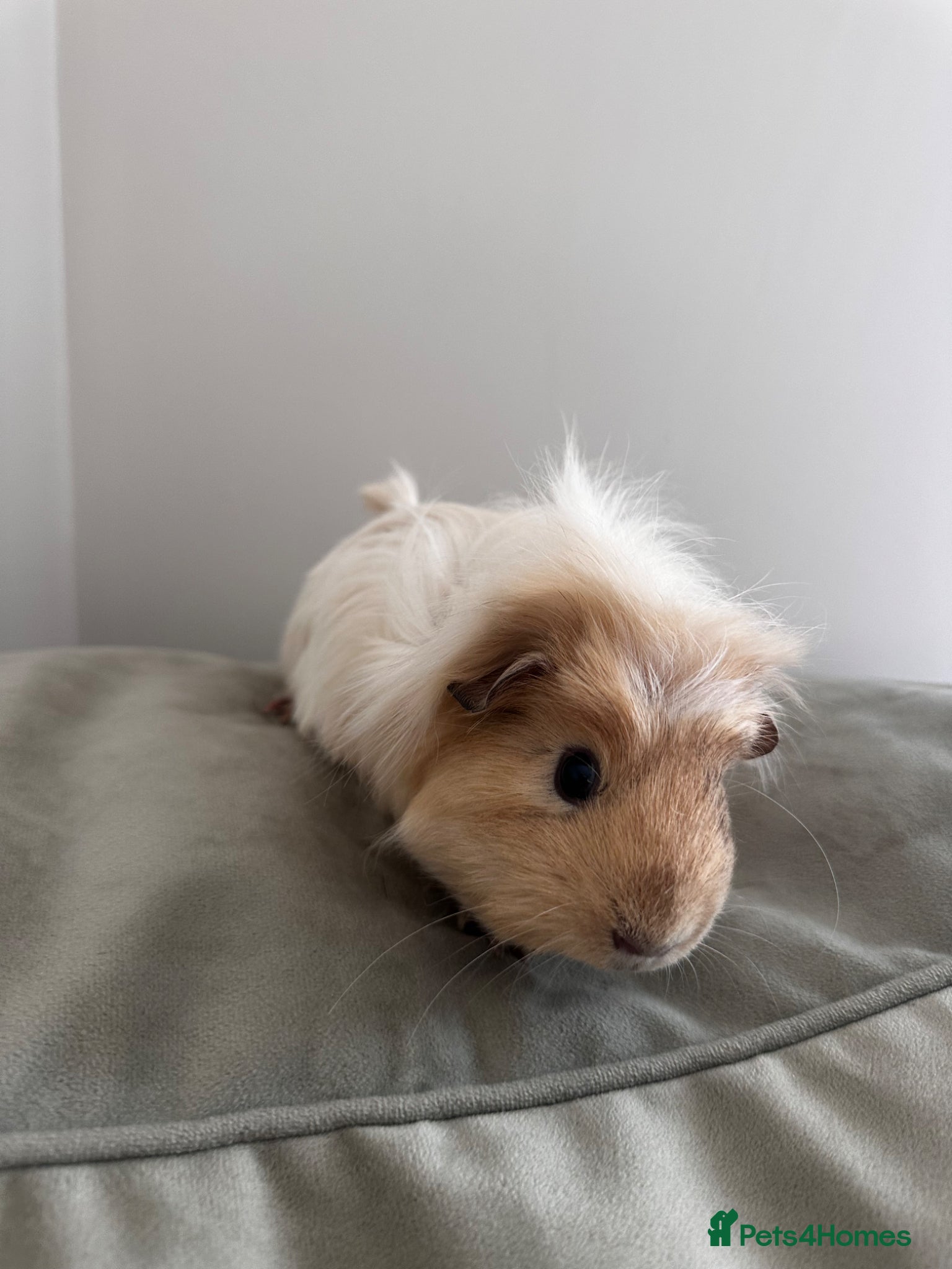 Guinea Pig rodents Two females - with full cage - Advert 1