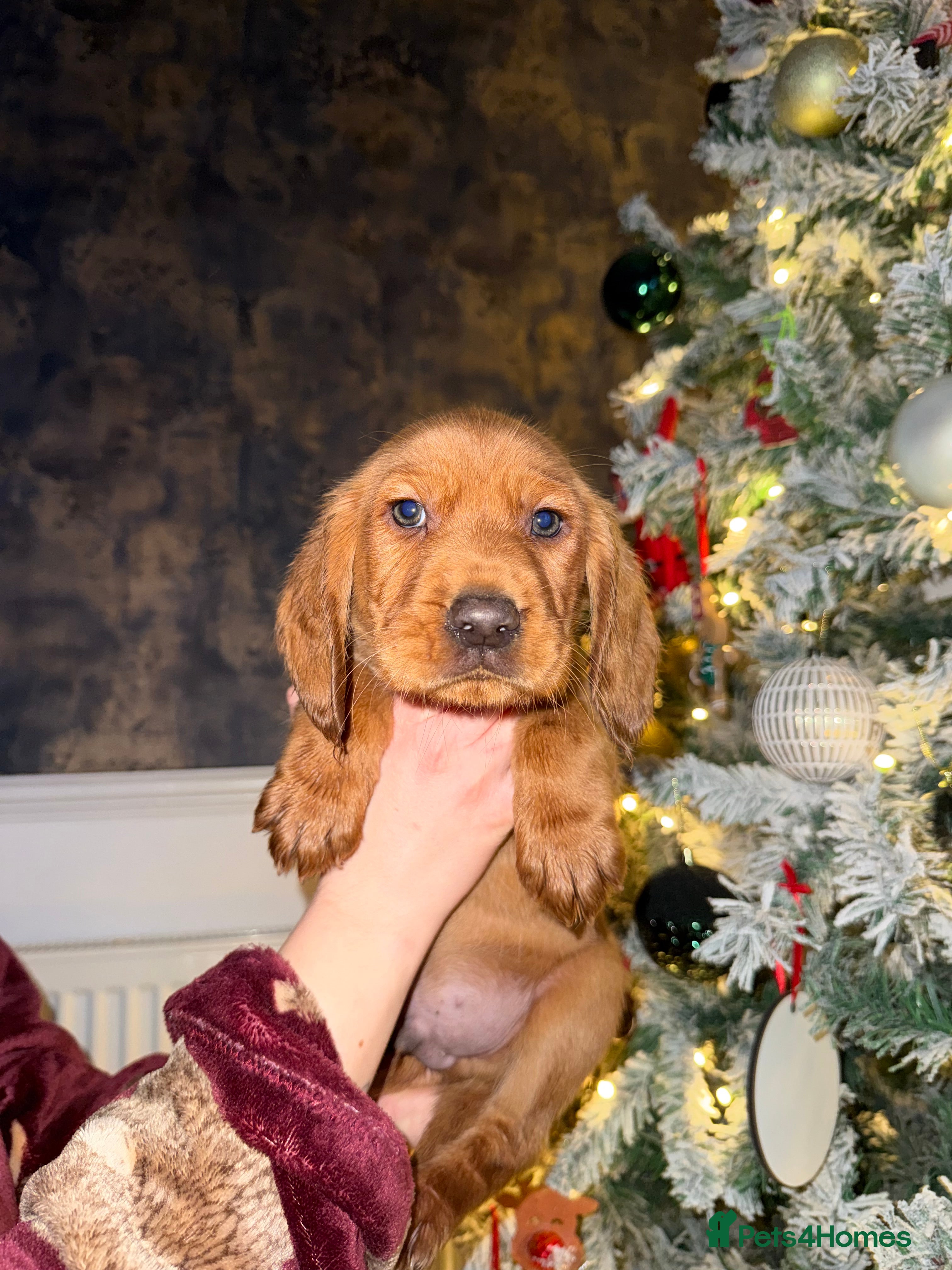 Cockerdor dogs FOX RED COCKERDOR PUPS  - Advert 4