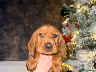 Cockerdor dogs FOX RED COCKERDOR PUPS - Advert 3