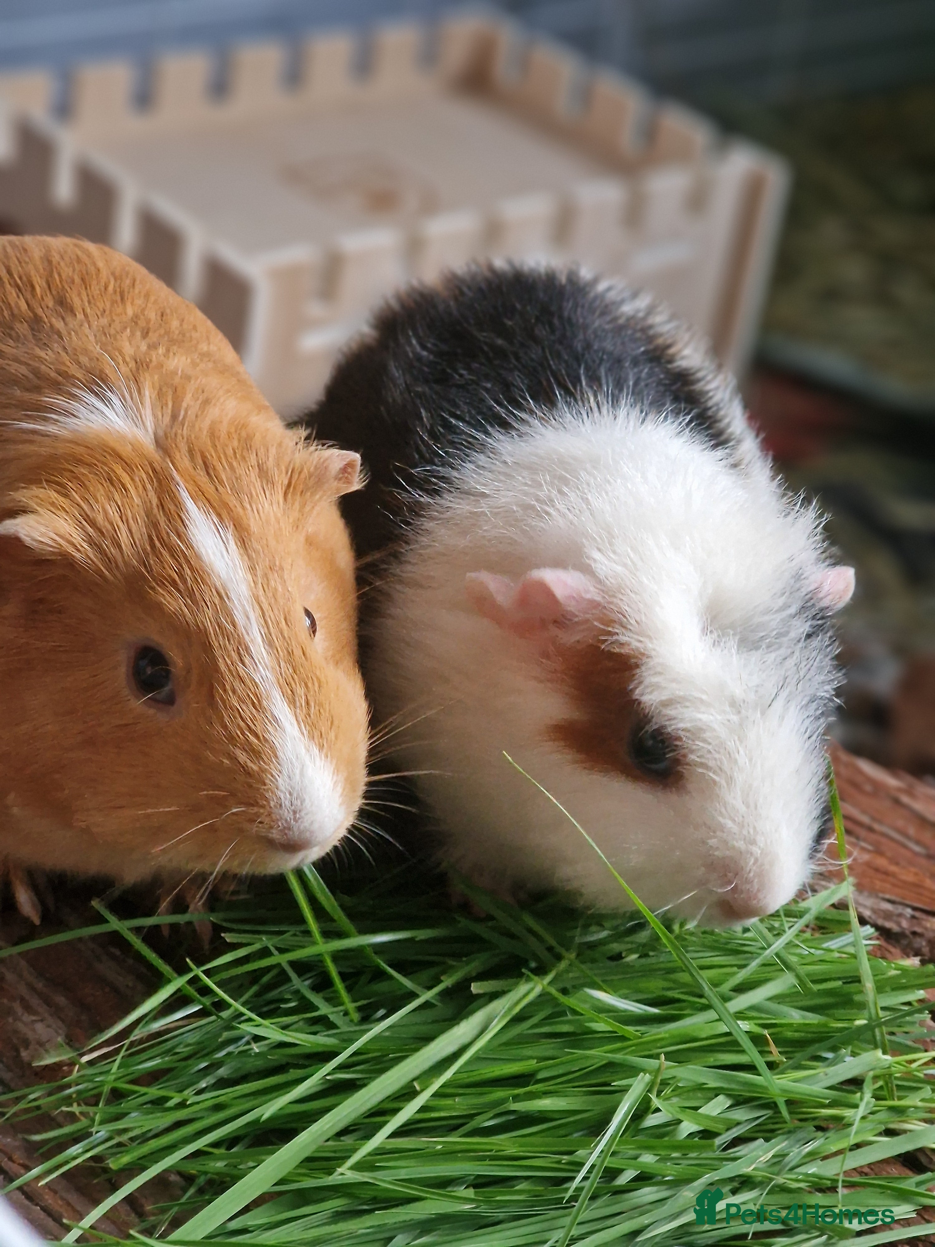 Guinea Pig rodents 2 friendly female guinea pigs with kavee full cage - Advert 1
