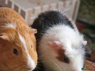 Guinea Pig rodents 2 friendly female guinea pigs with kavee full cage - Advert 1