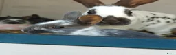Rex rabbits for sale: Mini Rex Rabbits  - Advert 8