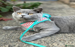 British Shorthair cats for sale: British Shorthair Male — experience needed! - Advert 9