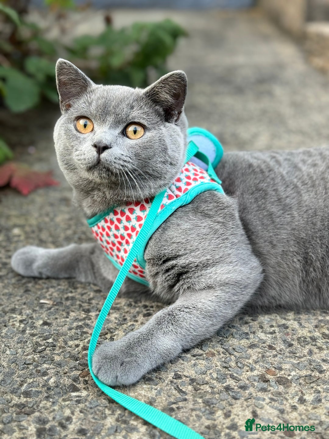 British Shorthair cats for sale: British Shorthair Male — experience needed! - Advert 9