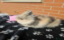 Lionhead rabbits for sale: Double Maned Lionhead  - Image 10