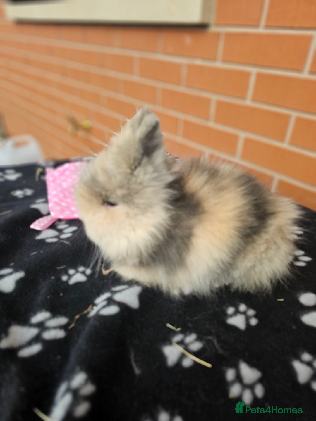 Lionhead rabbits for sale: Double Maned Lionhead  - Image 10