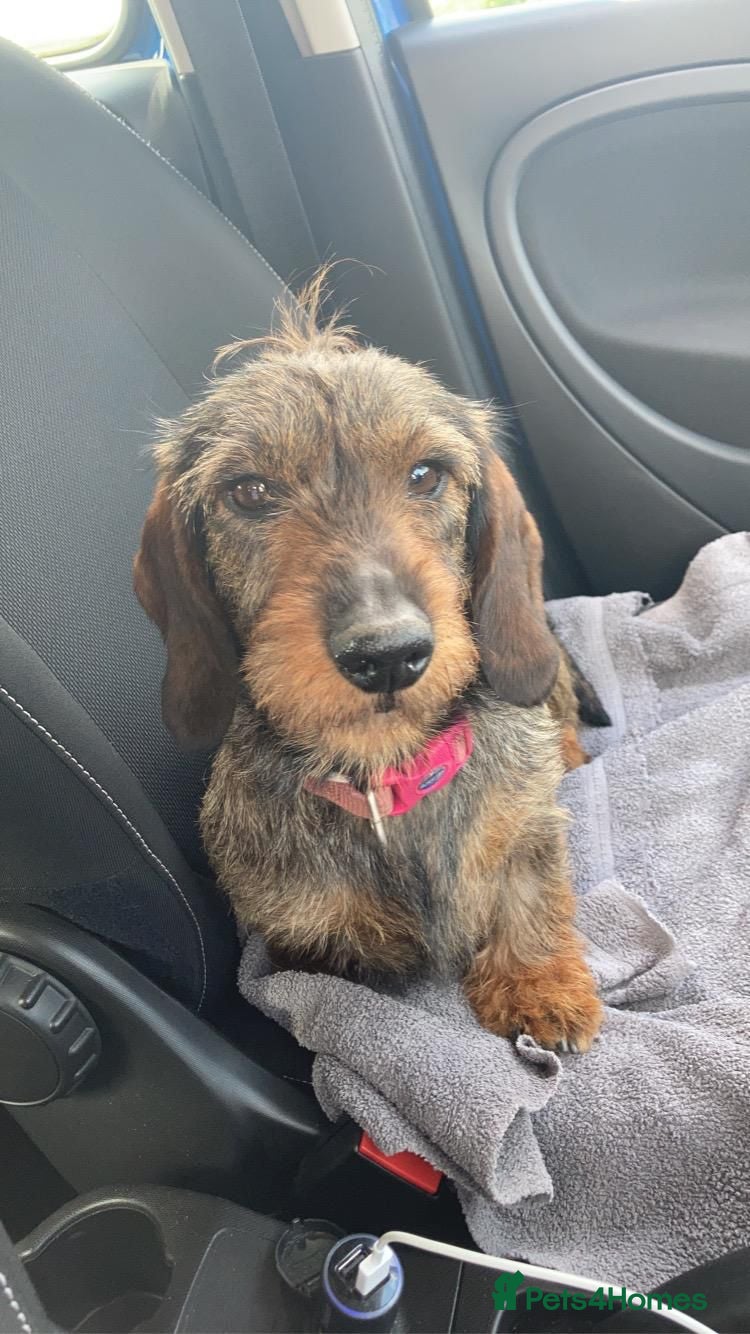 Dachshund dogs wirehaired dachshund teckels - Advert 2