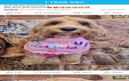 Cockapoo dogs for sale: Stunning mini cockapoo dna checked puppies - Advert 2