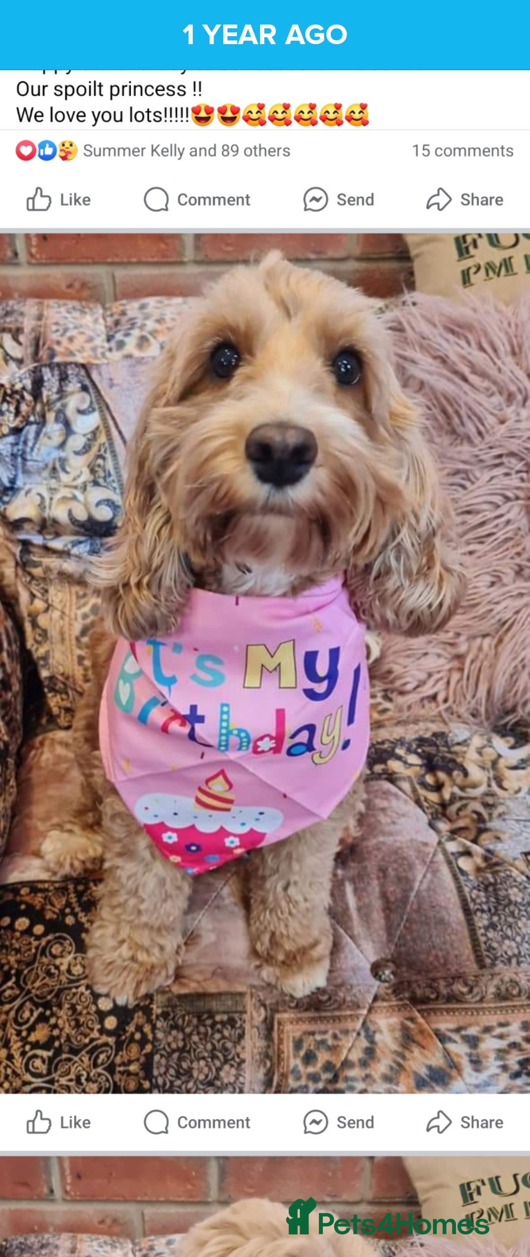 Cockapoo dogs for sale: Stunning mini cockapoo dna checked puppies - Advert 2