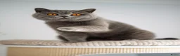 British Shorthair cats for sale: GCCF Pedigreed Amazing Kittens - Advert 6